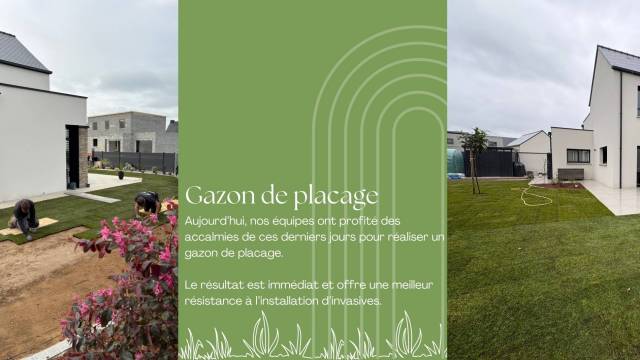 Gazon de placage  Bde